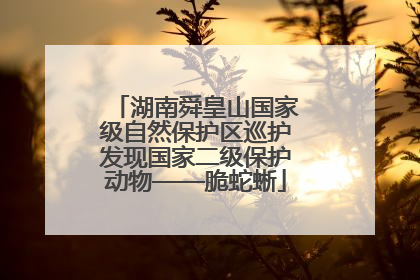湖南舜皇山国家级自然保护区巡护发现国家二级保护动物——脆蛇蜥